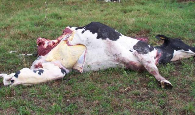 Ladrões atacam fazenda, “carneiam” vacas e assombram área rural no Cone Sul