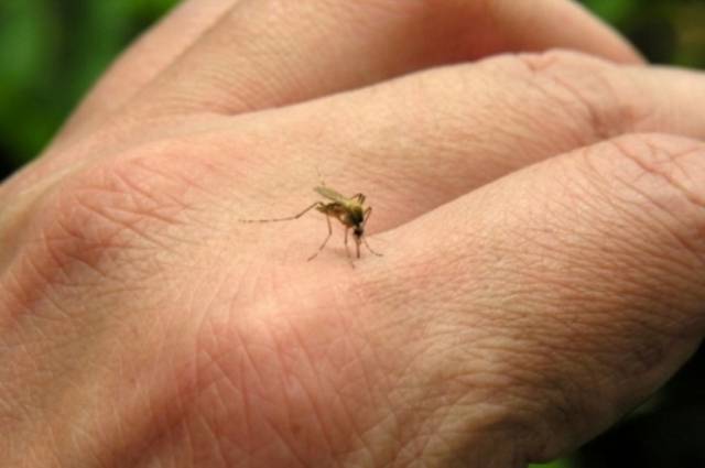 Dois municípios do Cone Sul estão no “grupo de risco” de dengue e febre chikungunya