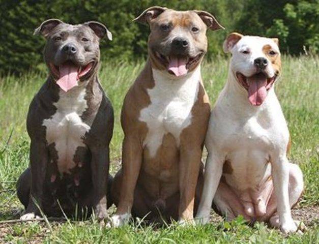 Mulher é atacada por três Pit Bulls em Vilhena; homem também fica ferido 