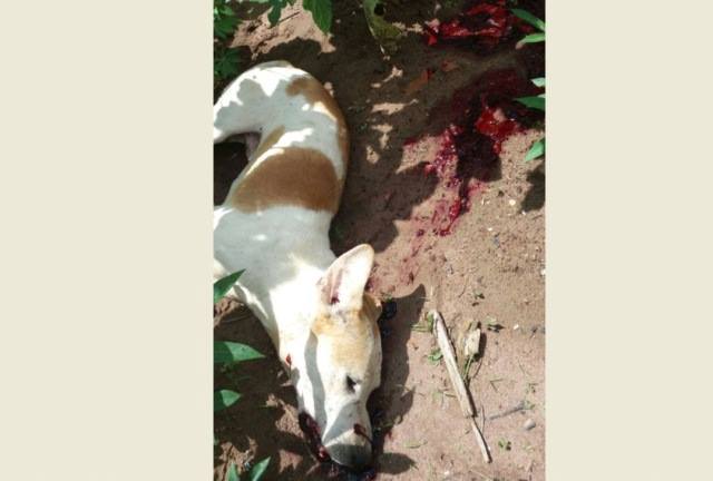 Cachorro ataca criança de 7 anos em Vilhena e é abatido a tiros por policiais