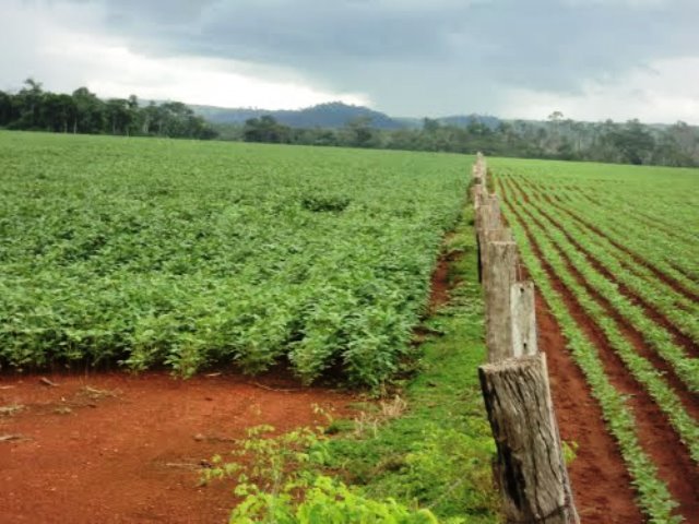 Escassez e excesso de chuvas podem provocar quebras em safras de soja no Cone Sul