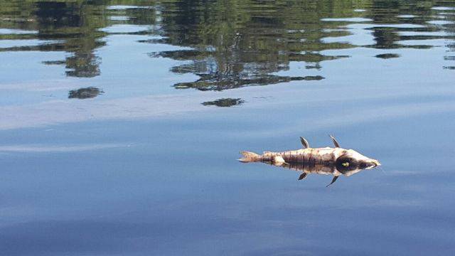Mortandade de peixes no rio Guaporé assusta pescadores e mobiliza autoridades