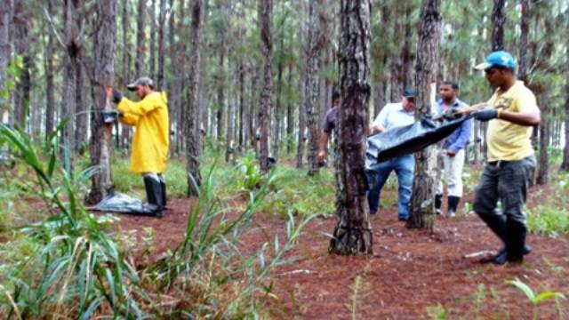 Extração de goma-resina de pinus mostra força da lavoura plantada em Vilhena