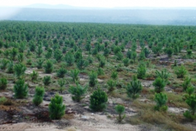 Em Vilhena, engenheiro e empresário se animam com “floresta Plantada”