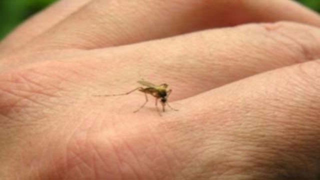 Cone Sul: municípios com incidência de dengue e chikungunya terão atenção diferenciada