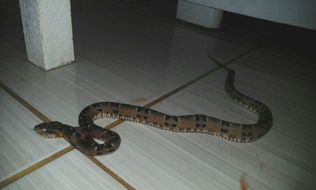 Cobra provoca pânico em Vilhena ao invadir casa onde estavam criança e bebê