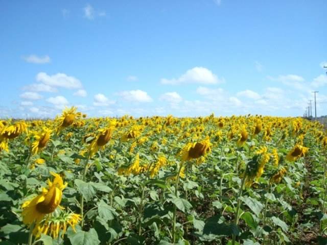 DIA DE CAMPO REÚNE PRODUTORES EM VILHENA