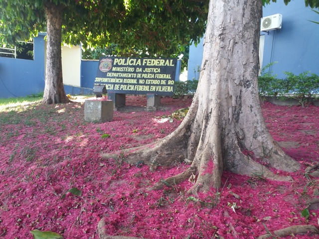 Polícia Federal de Vilhena deflagra operação Plano Virtual e madeireiro é preso em RO