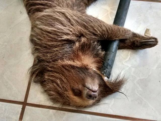 Bombeiros capturam bicho-preguiça em Vilhena e revelam drama de animais “desorientados”