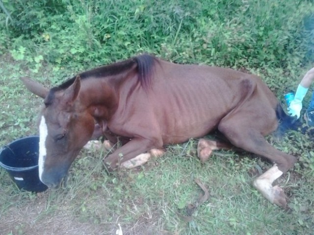 Jornalista nega furto de égua em Vilhena e diz que animal resgatado sofria maus tratos
