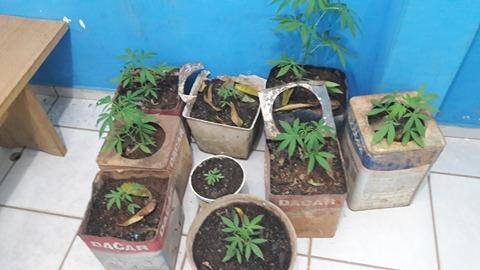 Agronegócio: rapaz cultivava nove pés de maconha em Vilhena com o conhecimento da mãe