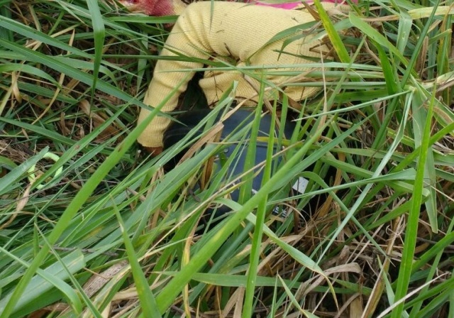 Carro com placas de Vilhena dilacera casal na BR 174; mulher ainda não foi identificada