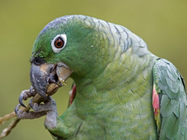 A ÚLTIMA DO PAPAGAIO: ANIMAL É ENCONTRADO COM MOTOCICLISTA BÊBADO