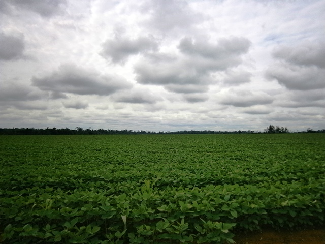 Com clima favorável, agricultores de Cerejeiras esperam repor perdas da colheita passada