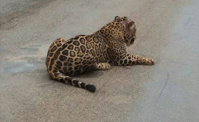 Imagem de onça agonizando após ser atropelada em cidade de região comove internautas