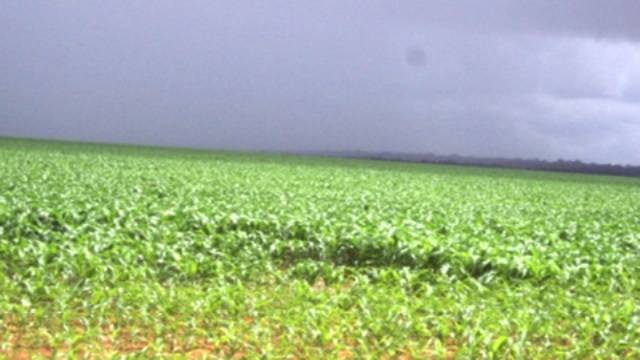 Produtores de soja têm até dia 30 para se cadastrarem na Idaron; atraso rede multa de R$ 1,2 mil
