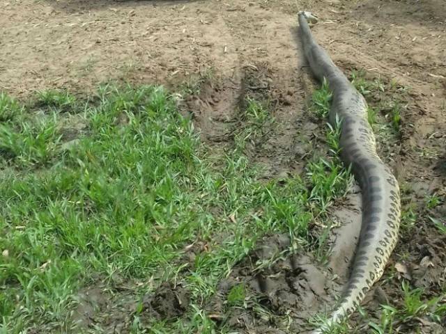 Em cidade da região, sucuri de 5 metros é laçada e morta a pauladas após atacar bezerro