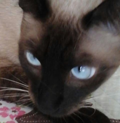 Família de Vilhena oferece recompensa de R$ 1 mil para quem encontrar gato desaparecido