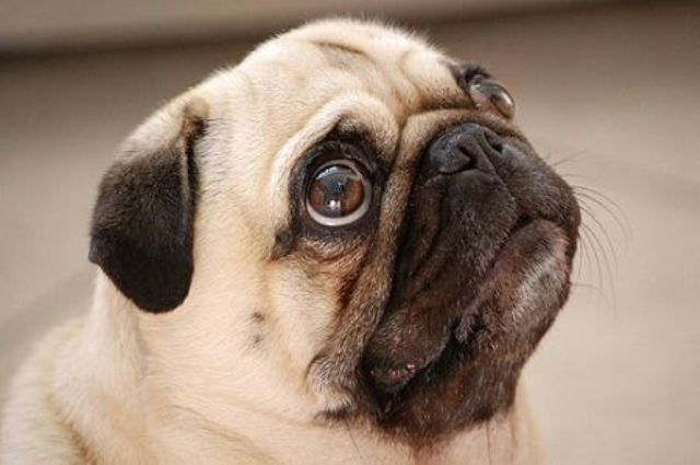 Com filhote de cachorro valendo até R$ 5 mil, “mercado pet” cresce em Cerejeiras