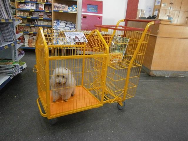 Com aumento do número de animais, supermercado oferece “carrinho pet” em Cerejeiras