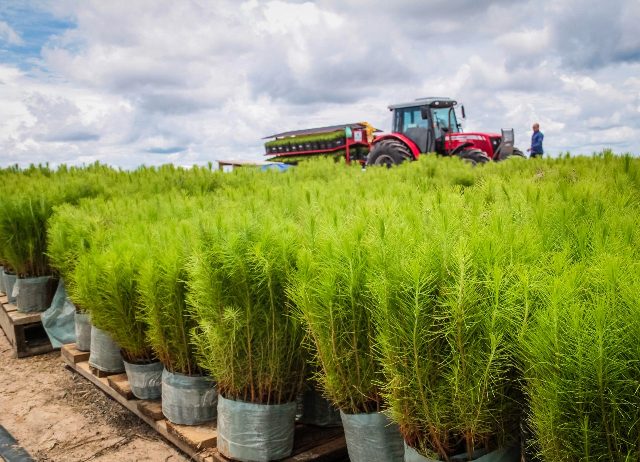 Silvicultor de Vilhena planeja o plantio de mais de 4 milhões de pés de pinus para extrair resina