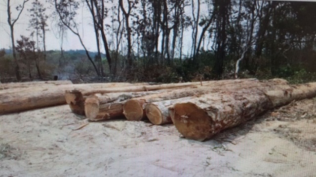 PF desarticula quadrilha envolvendo índios e madeireiros em aldeia próxima a Vilhena