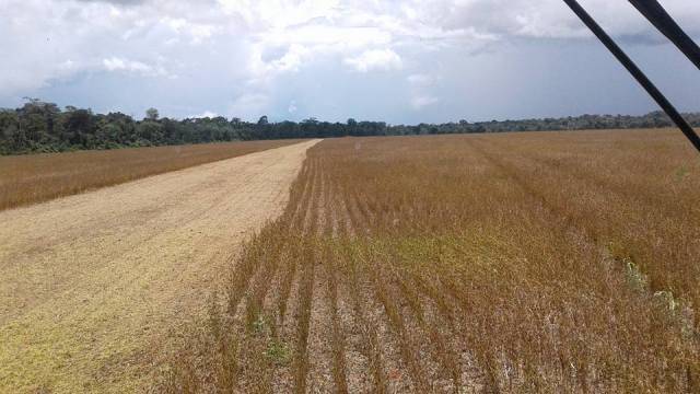 Colheita da soja termina em Cerejeiras; produtividade aumenta, mas preço decepciona