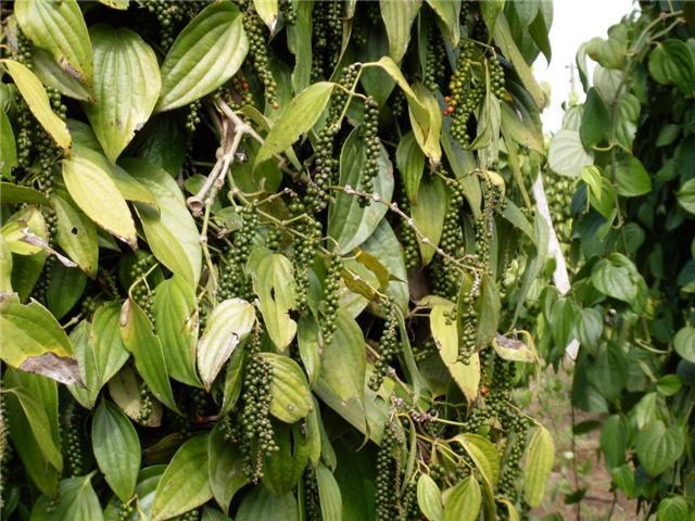 NOVA FRENTE DE TRABALHO NO CAMPO: SAFRA DE MELANCIA E PIMENTA DO REINO ABRE VAGAS