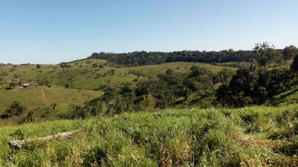 Buscas por rapaz desaparecido em mata de Corumbiara continuam, mas até agora sem sucesso
