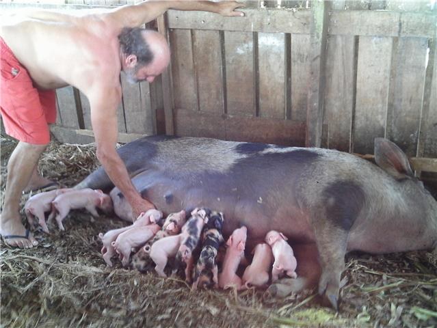 PORCA VILHENENSE BATE RECORDE DE FERTILIDADE MAS PREOCUPA CRIADORES