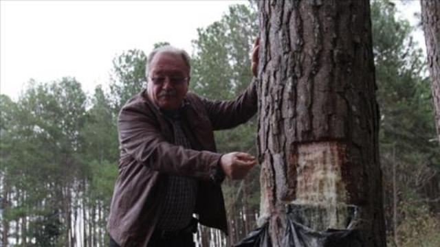 Com 3 mil hectares de floresta plantada, Vilhena se destaca na produção de goma-resina