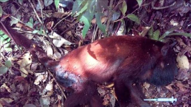 Exames confirmam primeiro caso de febre amarela em macaco registrado  em Rondônia