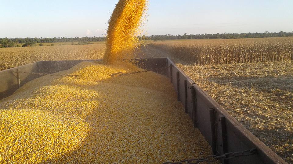 Colheita de milho está em andamento em Cerejeiras; preço baixou e produtividade subiu pouco