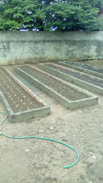 Alunos de Licenciatura em matemática do IFRO realizam doações de verduras em Vilhena
