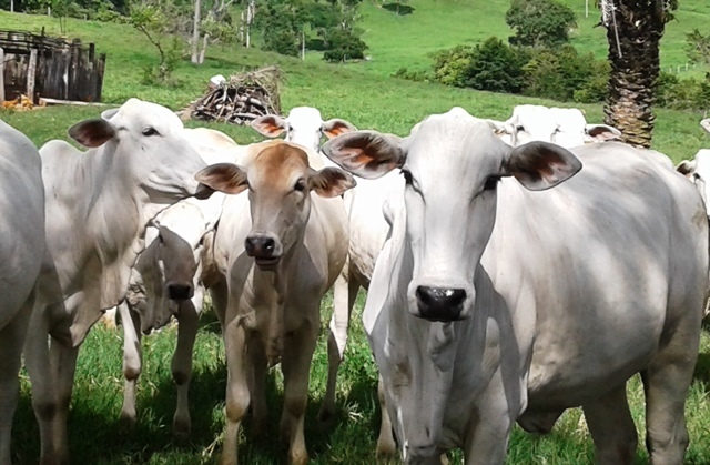 Preço do gado causa reclamações em Cerejeiras, mas produtores acreditam em reação do setor