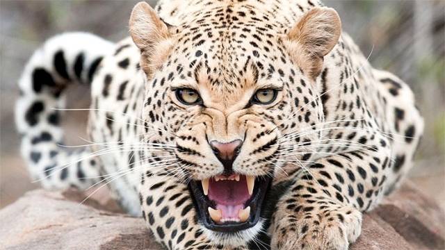 Em cidade de Rondônia, homem sai para caçar em área proibida e acaba morto por onça pintada