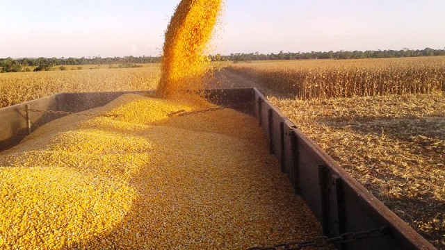 Com colheita quase no final, produtividade do milho sobe 30% desde 2011 em Cerejeiras