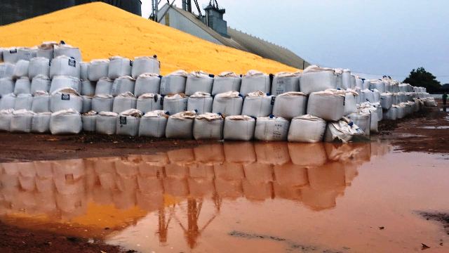 Chuva molha toneladas de milho a céu aberto em Cerejeiras; plantadores vão arcar com prejuízo