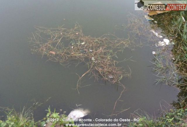 Cartão-postal do Cone Sul, lago poluído provoca morte de peixes e preocupa coloradenses