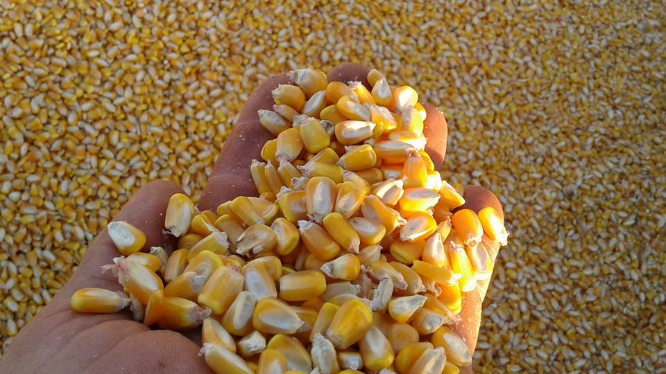 Colheita de milho em Cerejeiras chega ao fim com produtividade em alta e preço em baixa