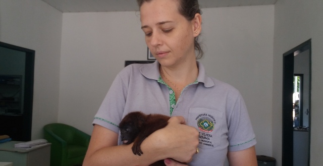 Macaquinho ferido resgatado em Colorado é transferido para Porto Velho e passará por cirurgia