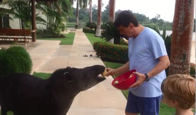 Em novo vídeo, senador de Rondônia aparece alimentando anta “batizada” com nome de cantora colombiana