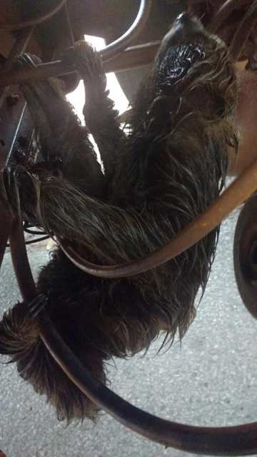 Veja fotos: caminhoneira vilhenense atrasa viagem para salvar a vida de bicho-preguiça na BR 364