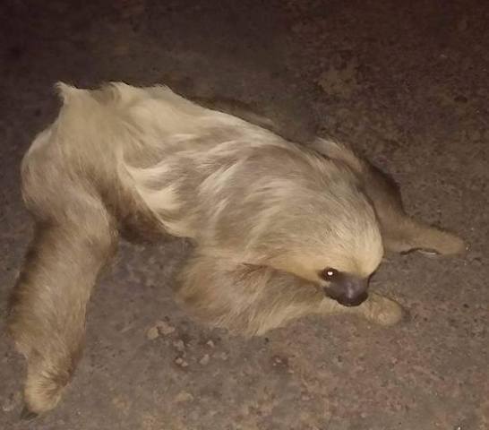 Faturista evita atropelamento de bicho-preguiça em Vilhena; animal é resgatado por Bombeiros