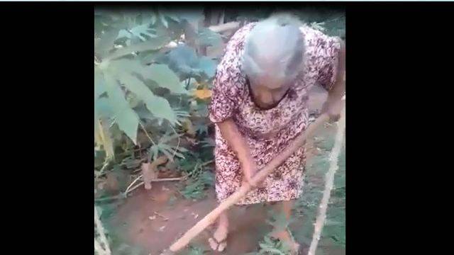 Assista vídeo: aos 87 anos, vilhenense dá exemplo de vitalidade cultivando a própria horta
