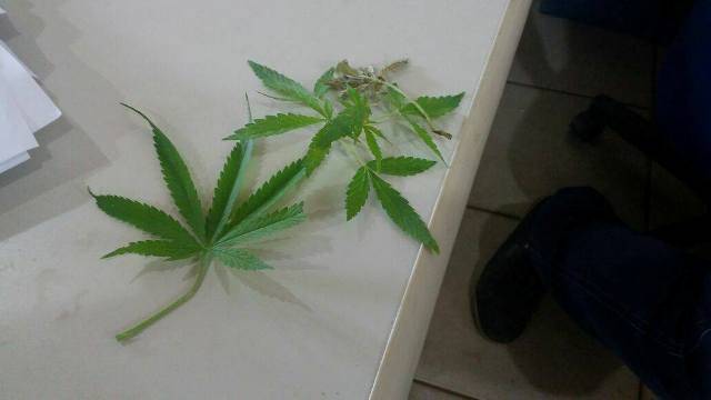 Em Vilhena, homem de 35 anos que cultivava “lavoura” de maconha para venda é preso