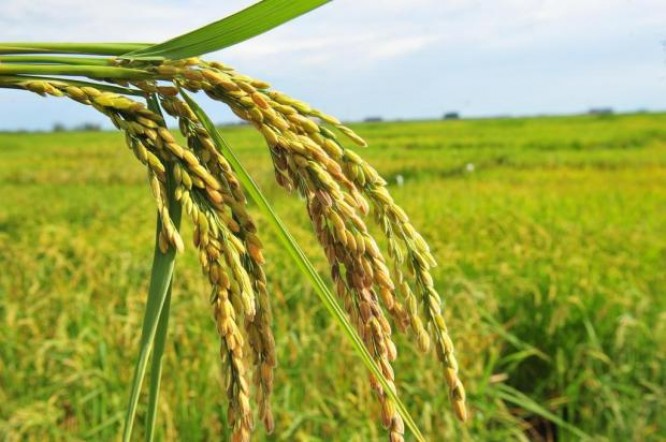 Deu na Folha de São Paulo: arroz foi domesticado em Rondônia há 4 mil anos e não na China