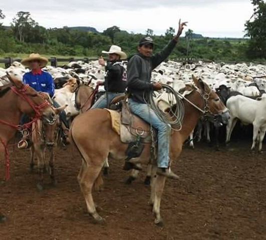 Sepultado em Colorado do Oeste, homem que morreu atingido por galho de árvore em Corumbiara