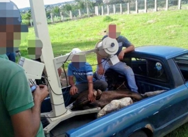 Médico veterinário e enfermeiro vilhenense são condenados por usar raio-X de hospital em cavalo