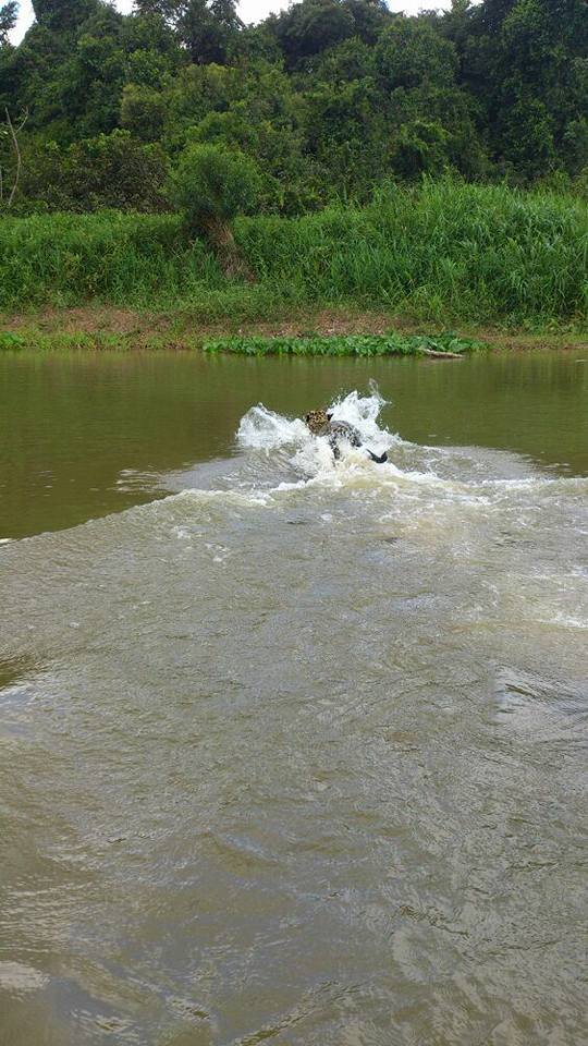 Vereador de Cerejeiras fotografa onça-pintada durante pescaria no rio Guaporé; veja fotos